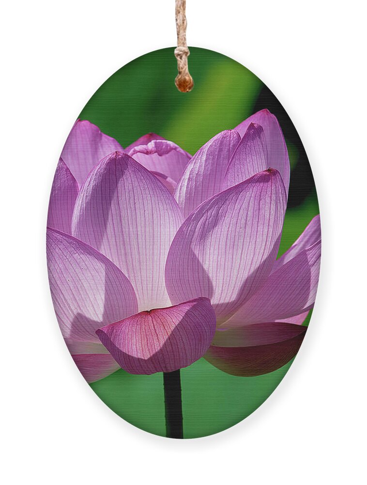 Lotus Ornament featuring the photograph Lotus Beauty--Buxom Beauty ii DL0090 by Gerry Gantt