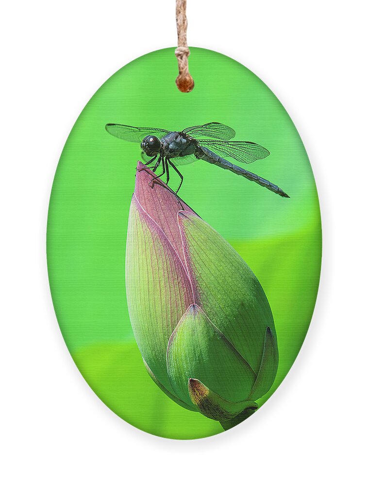 Lotus Ornament featuring the photograph Lotus Bud and Slaty Skimmer Dragonfly DL0105 by Gerry Gantt