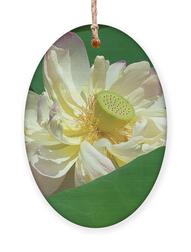 Lotus Ornament featuring the photograph Lotus--Doubled-Up iii DL0103 by Gerry Gantt