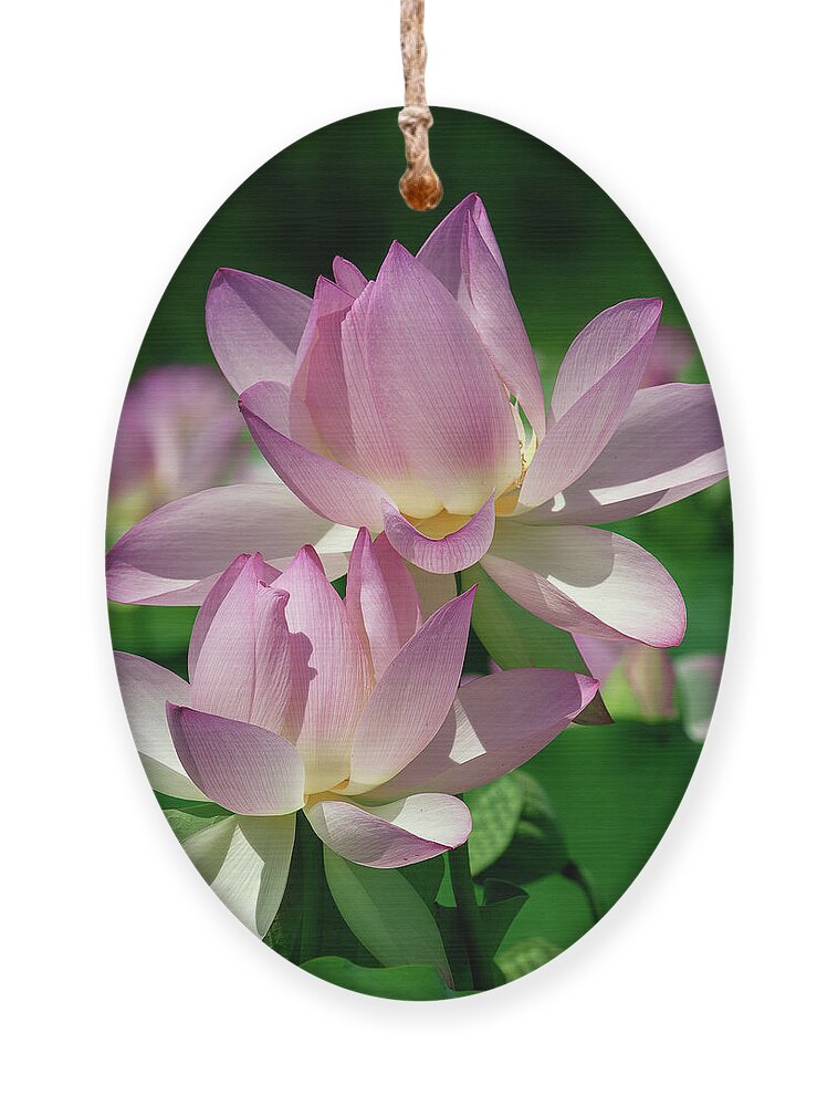 Lotus Ornament featuring the photograph Lotus--Sisters i DL0082 by Gerry Gantt
