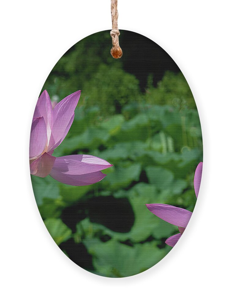 Lotus Ornament featuring the photograph Lotus--Sisters ii DL0083 by Gerry Gantt