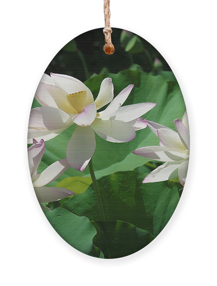 Lotus Ornament featuring the photograph Lotus--Sisters iv DL0085 by Gerry Gantt