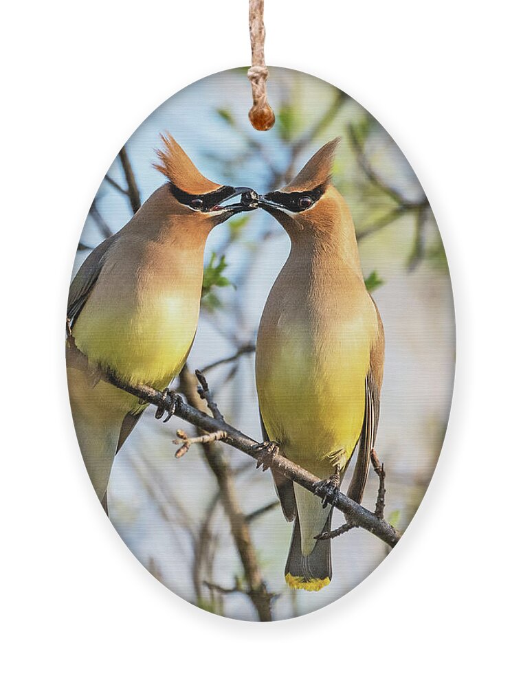 Nina Stavlund Ornament featuring the photograph Love is in the Air by Nina Stavlund