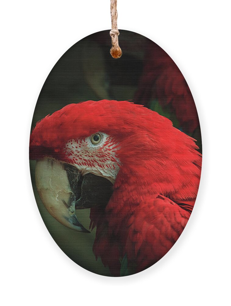 Brookfield Zoo Ornament featuring the photograph Macaw Portrait by Joni Eskridge