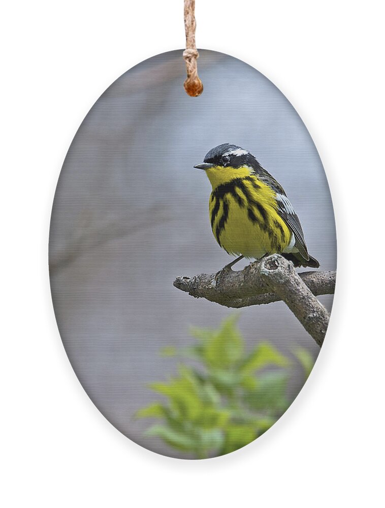 Magnolia Warbler Ornament featuring the photograph Maggie... by Nina Stavlund