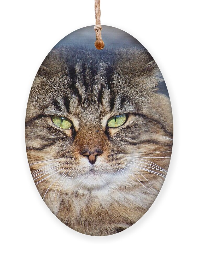 Cat Ornament featuring the photograph Maine Coon I by Jai Johnson