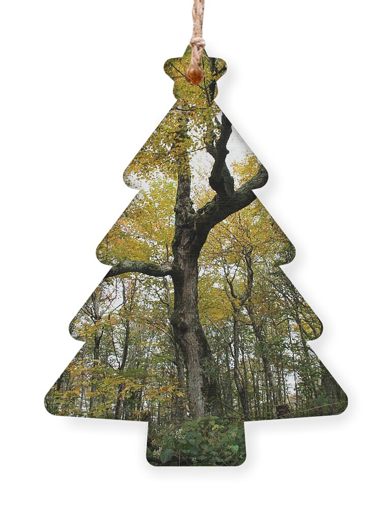 Tree Ornament featuring the photograph Majestic Tree by Allen Nice-Webb