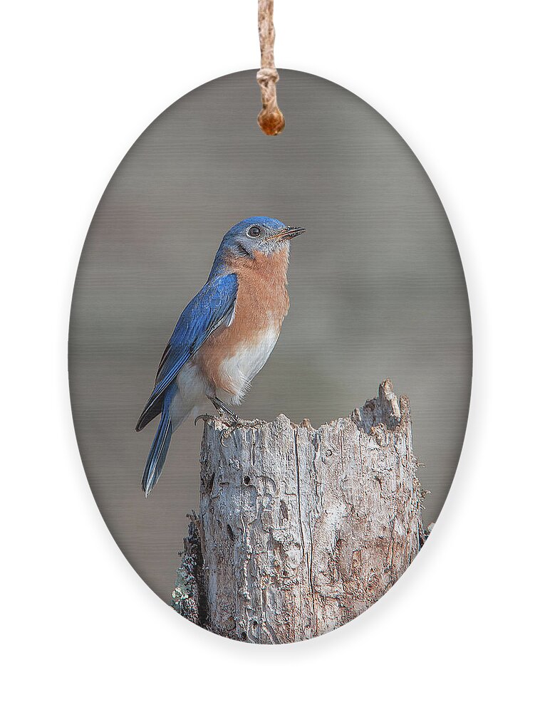 Nature Ornament featuring the photograph Male Eastern Bluebird Singing DSB0287 by Gerry Gantt