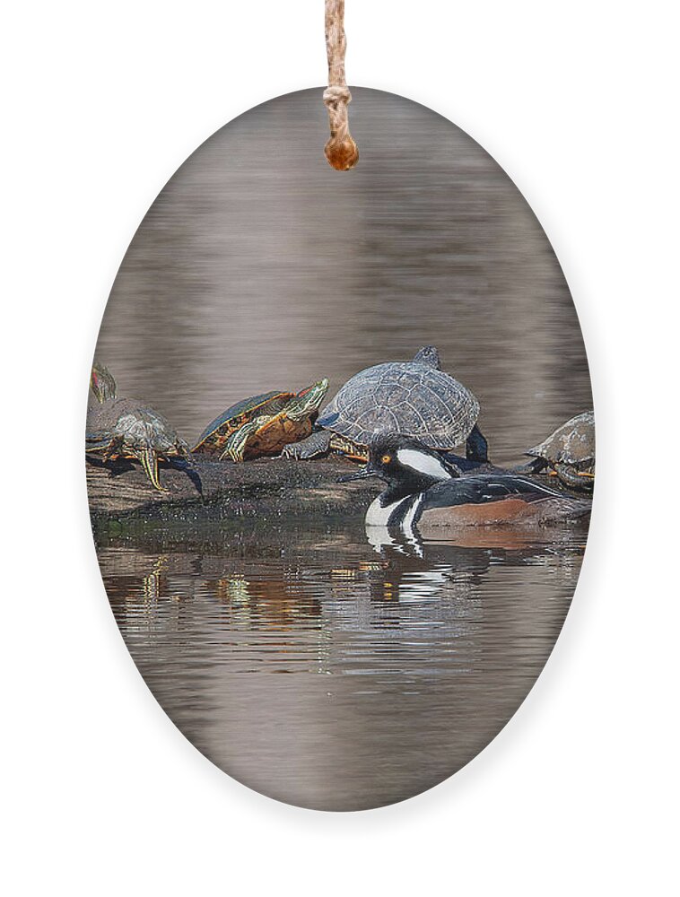 Nature Ornament featuring the photograph Male Hooded Merganser and Basking Red-eared Sliders DWF0163 by Gerry Gantt