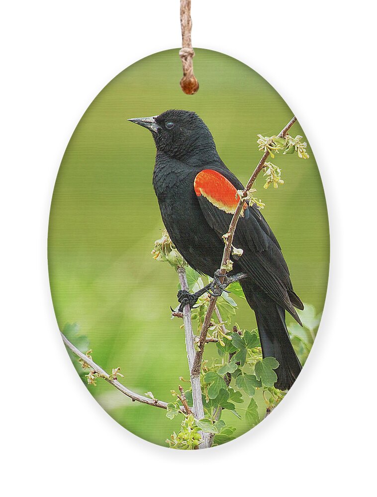 Red-winged Blackbird Ornament featuring the photograph Male Red-winged Blackbird by Belinda Greb