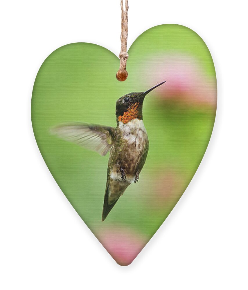 Hummingbird Ornament featuring the photograph Male Ruby-Throated Hummingbird Hovering Near Flowers by Christina Rollo