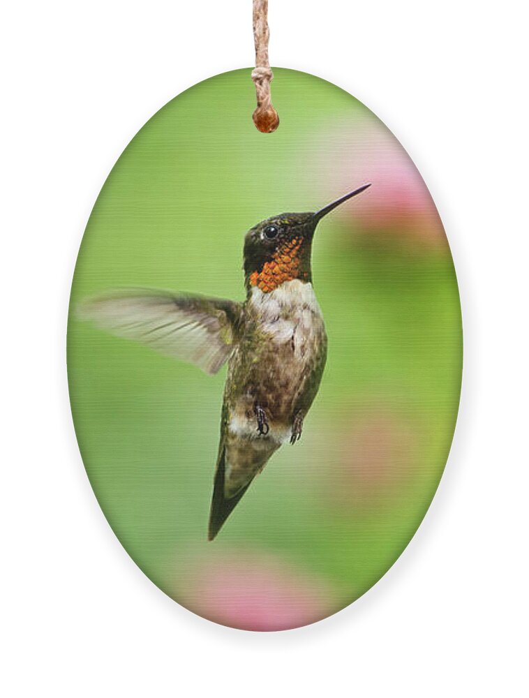 Hummingbird Ornament featuring the photograph Male Ruby-Throated Hummingbird Hovering Near Flowers by Christina Rollo