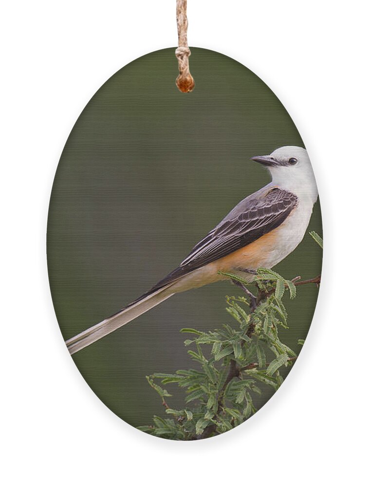 Dave Welling Ornament featuring the photograph Male Scissor-tail Flycatcher Tyrannus Forficatus Wild Texas by Dave Welling