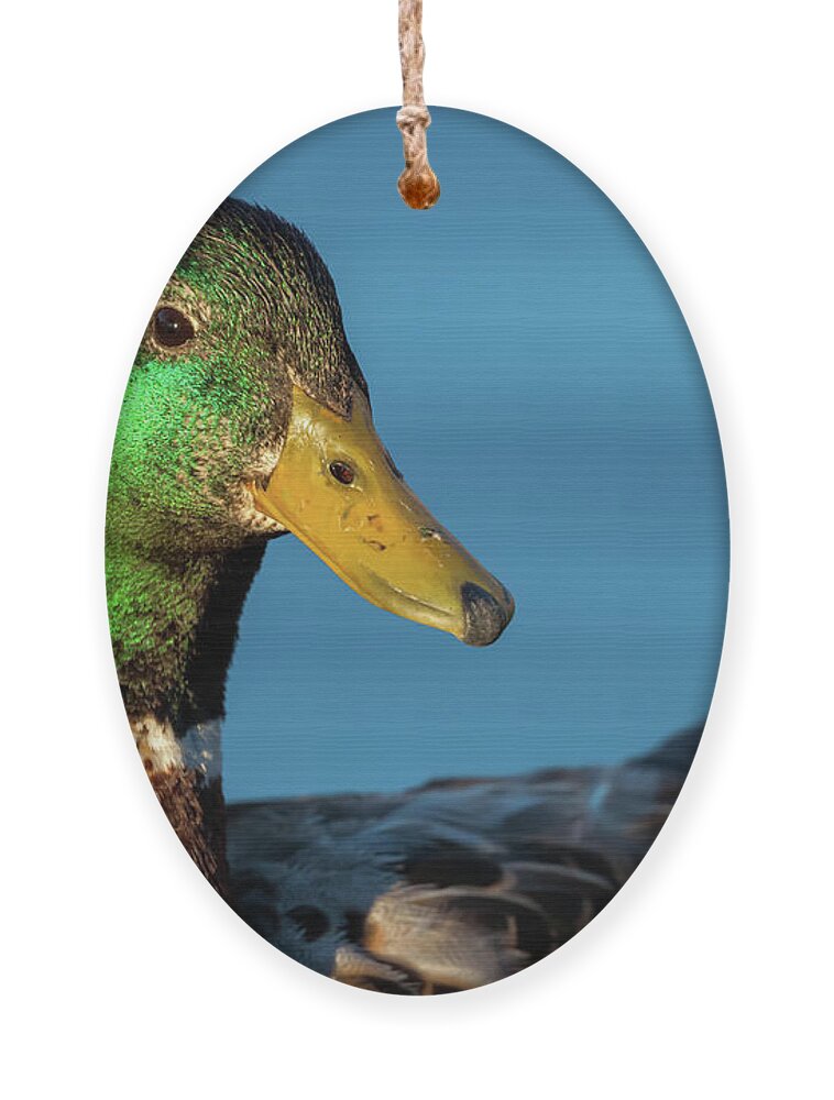 Mallard Duck Ornament featuring the photograph Mallard Duck by Jonathan Nguyen