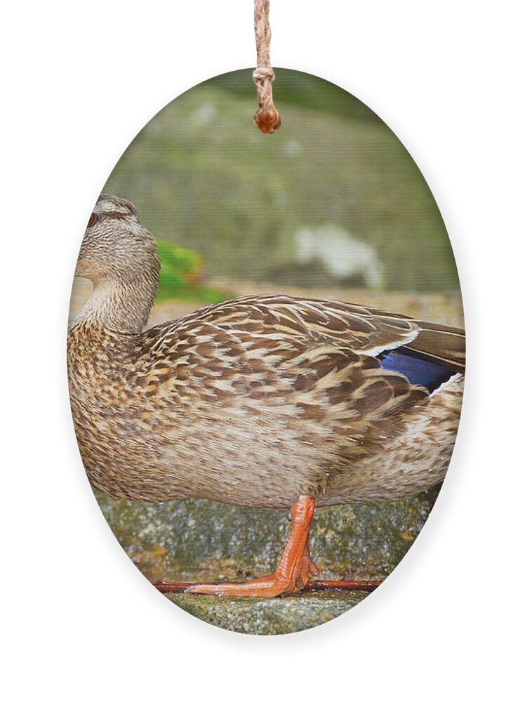 Anas Platyrhynchos Ornament featuring the photograph Mallard Duck by SR Green