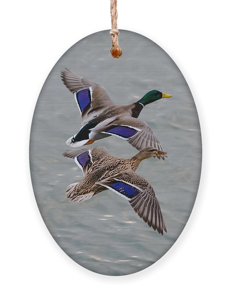 Mallards Ornament featuring the photograph Mallards in Flight by Holden The Moment