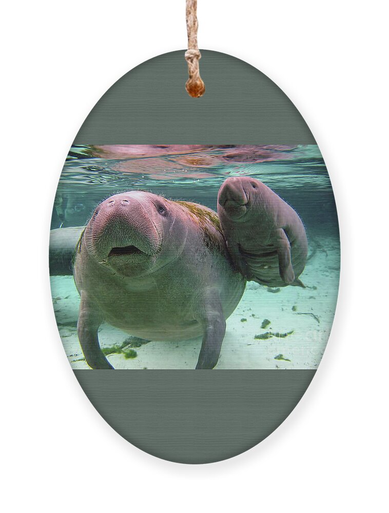 Manatee Ornament featuring the photograph Manatee Mom And Calf by D Hackett