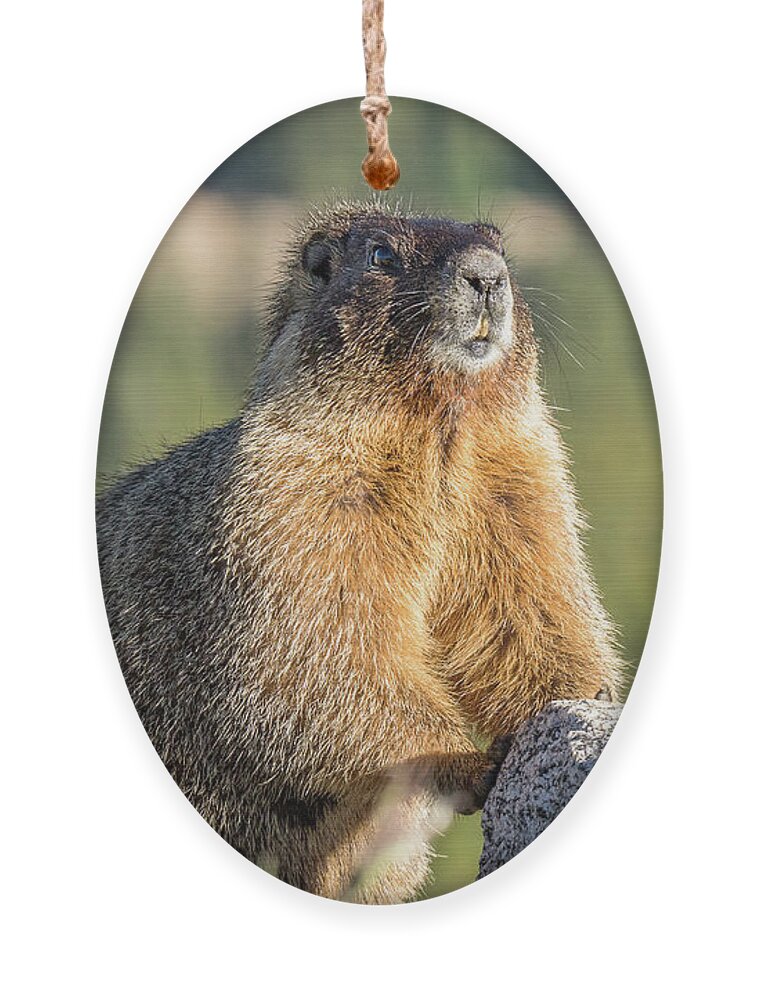 Marmot Ornament featuring the photograph Marmot with an Atitude by Tony Hake