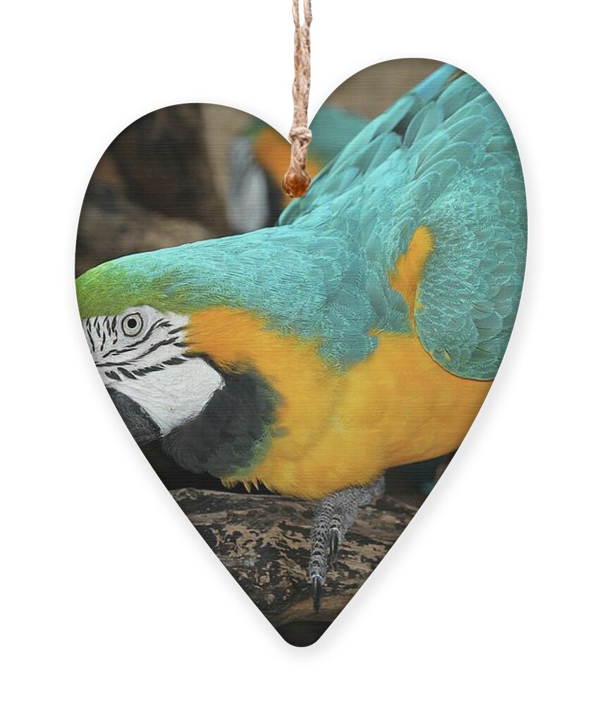 Bird Ornament featuring the photograph McCaw Parrot by Sabrina L Ryan