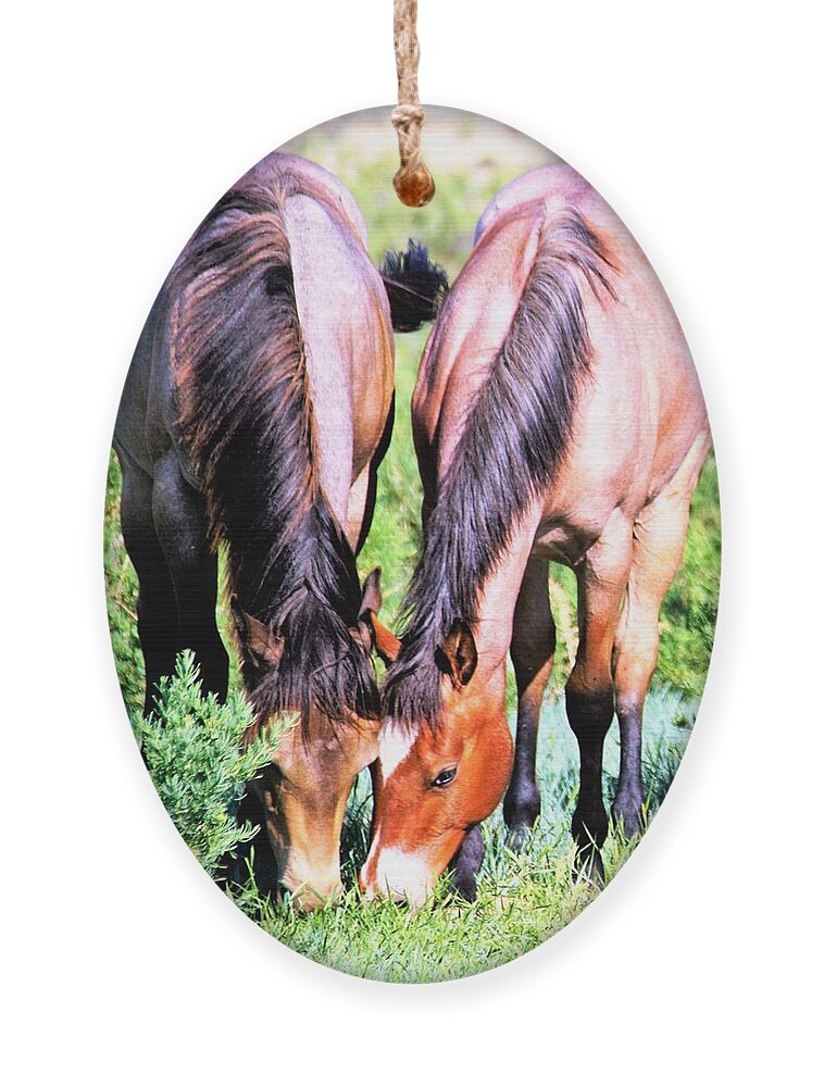 Horses Ornament featuring the photograph Meal Sharing by Merle Grenz
