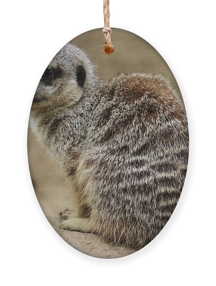 Meerkat Ornament featuring the photograph Meerkat by Suzanne Luft