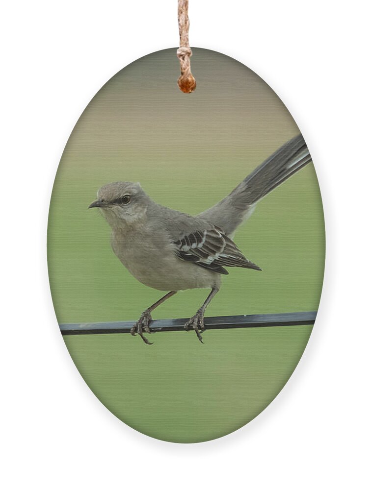 Jan Ornament featuring the photograph Mockingbird by Holden The Moment