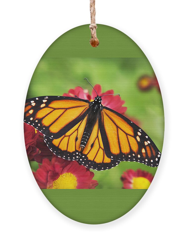 Monarch Butterfly Ornament featuring the photograph Monarch Butterfly on Red Mums by Christina Rollo