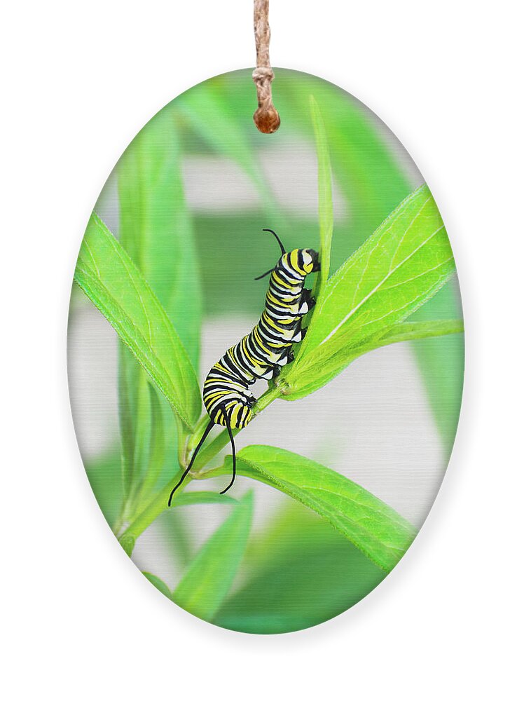 Monarch Caterpillar Ornament featuring the photograph Monarch Caterpillar by Christina Rollo