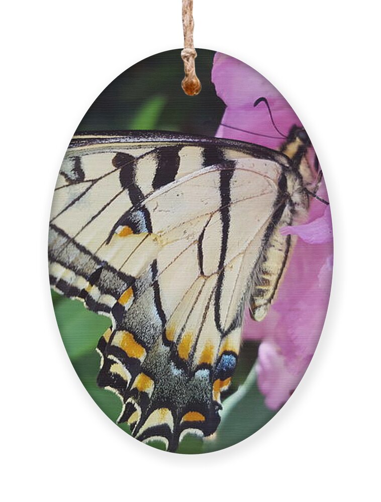 Butterfly Ornament featuring the photograph Tuesday One by Dani McEvoy