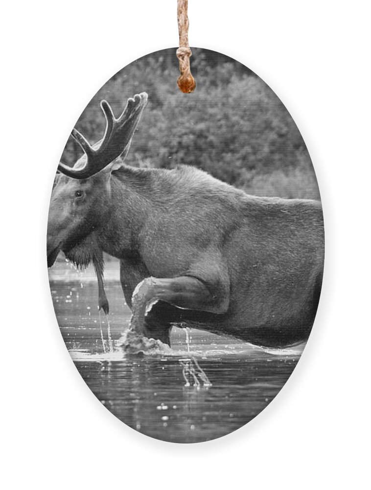 Moose Ornament featuring the photograph Moose Water Shuffle Black And White by Adam Jewell