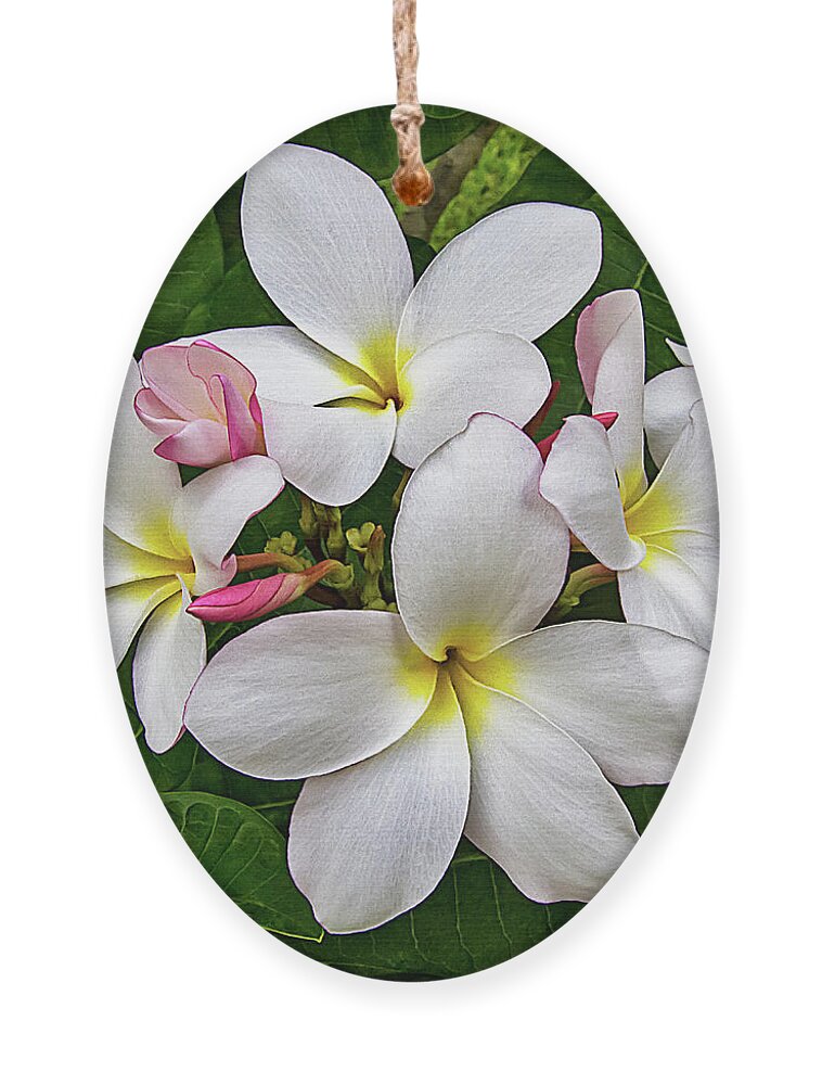 Frangipani Ornament featuring the photograph More Plumeria Flowers in Key West by Bob Slitzan