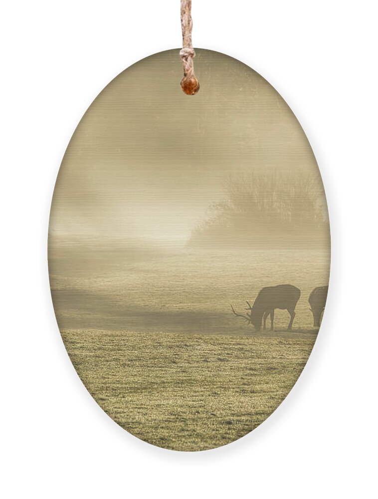 Elk Ornament featuring the photograph Morning on the Meadows 0725 by Kristina Rinell