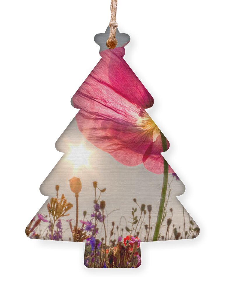 Fog Ornament featuring the photograph Morning Pink by Debra and Dave Vanderlaan