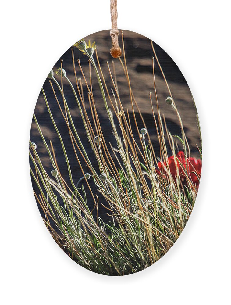 Wildflowers Ornament featuring the photograph Morning Praise by Jim Garrison