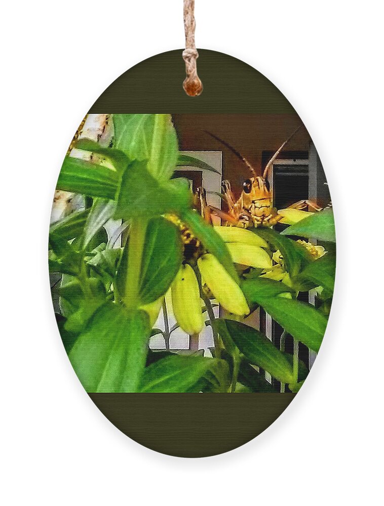 Insect Ornament featuring the photograph Morning Visitor by Suzanne Berthier