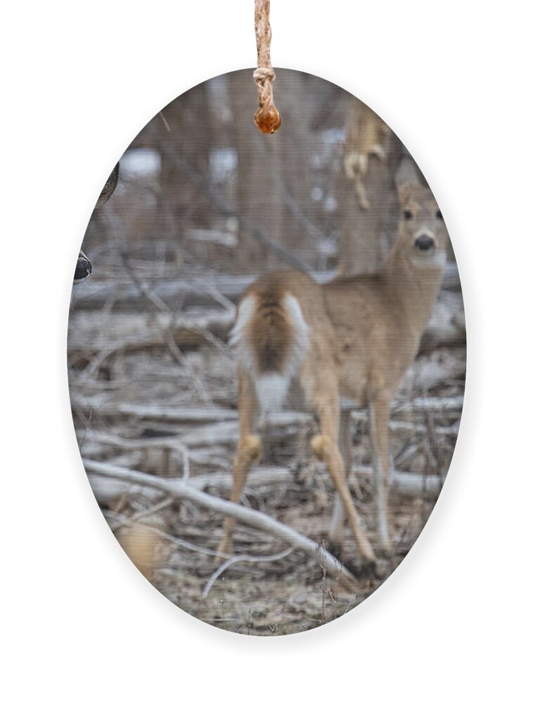 White Tail Fawn Ornament featuring the photograph Sheltering Mom by Jim Garrison