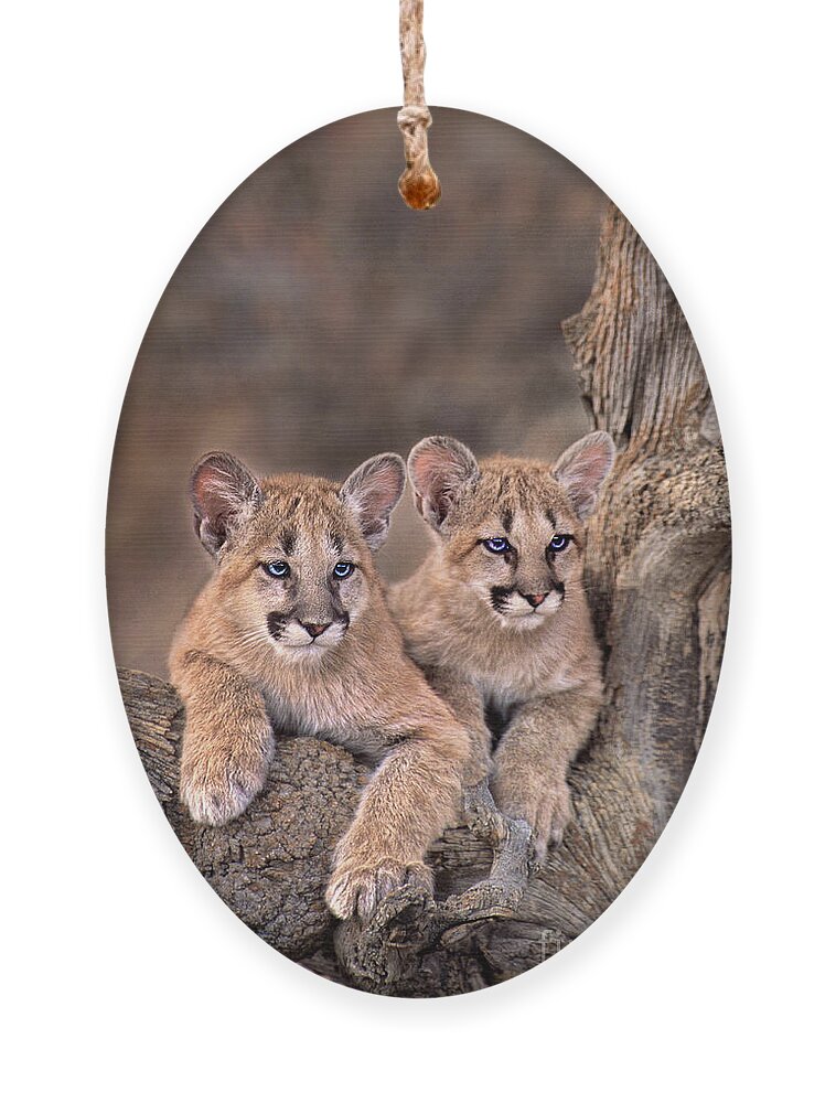 Dave Welling Ornament featuring the photograph Mountain Lion Cubs Felis Concolor Captive by Dave Welling