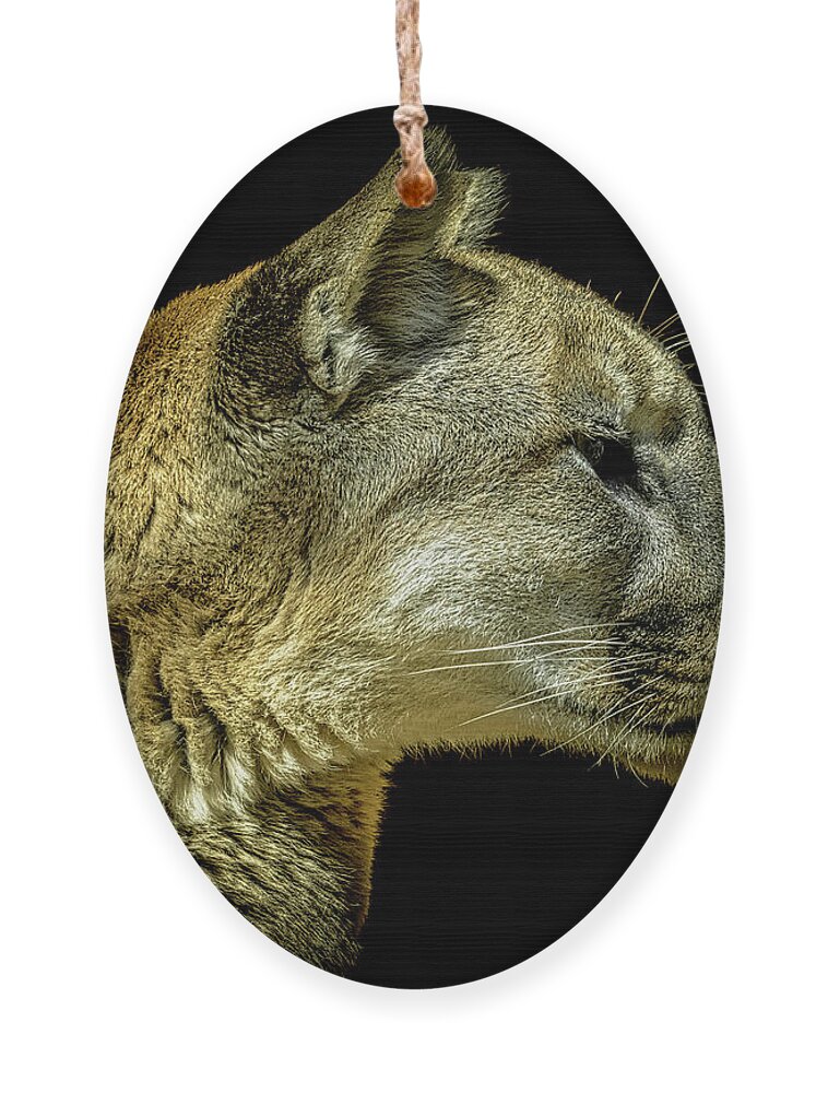 Mountain Lion Ornament featuring the photograph Mountain Lion Portrait by Ernest Echols