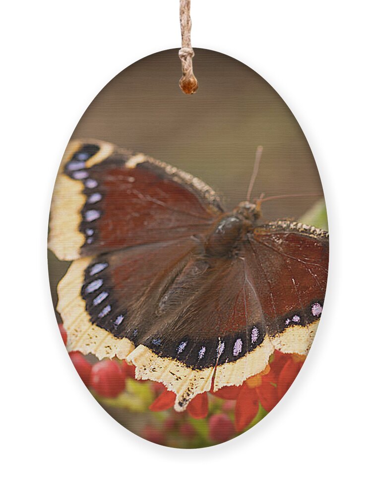Butterfly Ornament featuring the photograph Mourning Cloak Butterfly by Ana V Ramirez