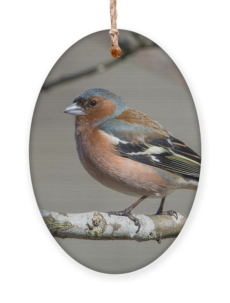 Mr Chaffinch Ornament featuring the photograph Mr Chaffinch by Torbjorn Swenelius