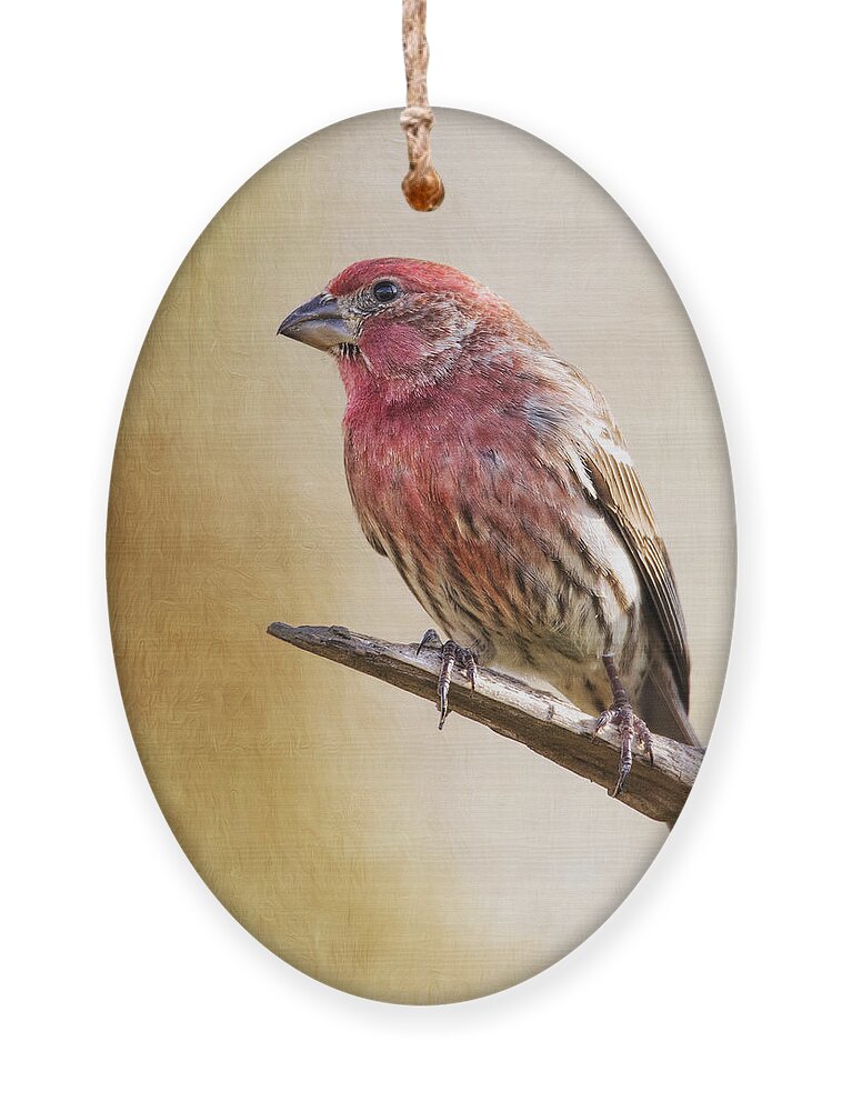 Carpodacus Ornament featuring the photograph Mr Finch Standing Tall by Bill and Linda Tiepelman