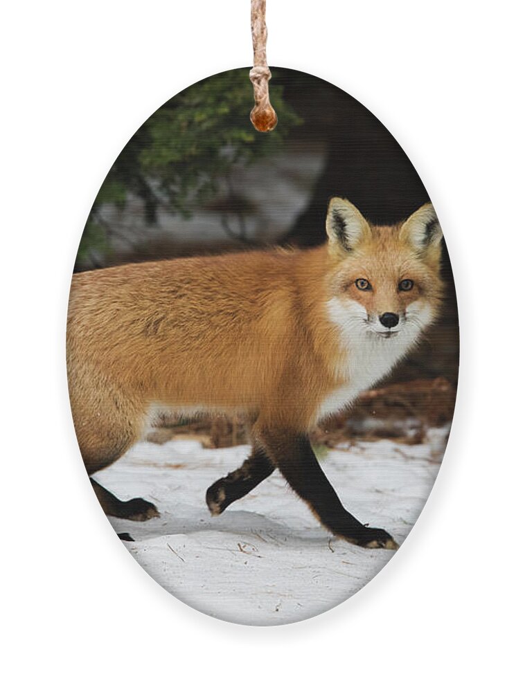 Animal Ornament featuring the photograph Mr Fox by Mircea Costina Photography