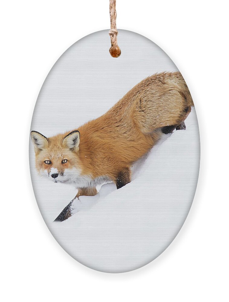 Animal Ornament featuring the photograph Mr Sly by Mircea Costina Photography