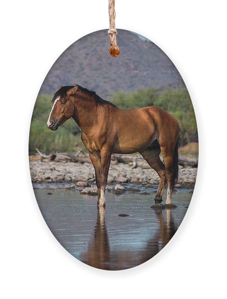 Wild Horses Ornament featuring the photograph My Home by American Landscapes