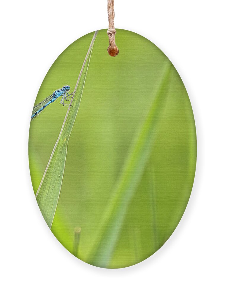 Damselfly Ornament featuring the photograph Northern Bluet damselfly - Madison - Wisconsin by Steven Ralser