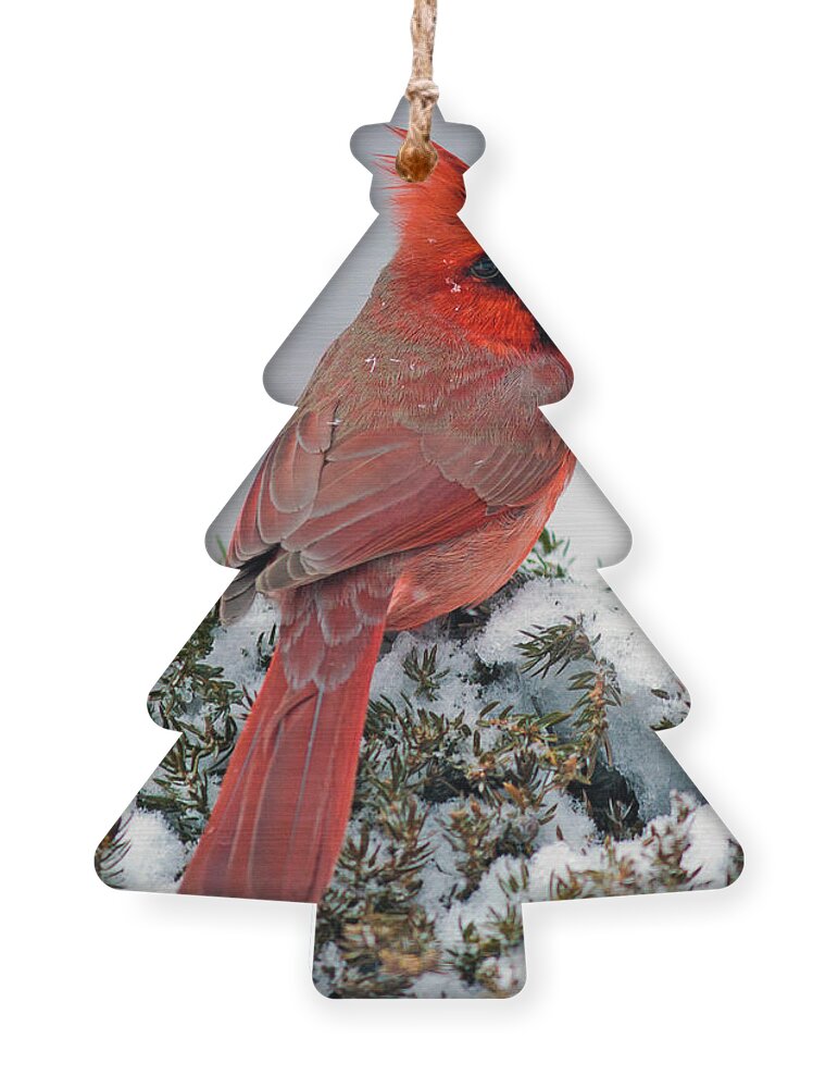 Northern Cardinal Ornament featuring the photograph Northern Cardinal in the snow. by John Rowe