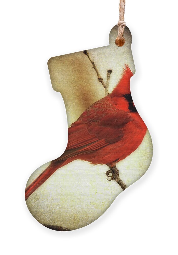 backyard Birds Ornament featuring the photograph Northern Cardinal by Lana Trussell