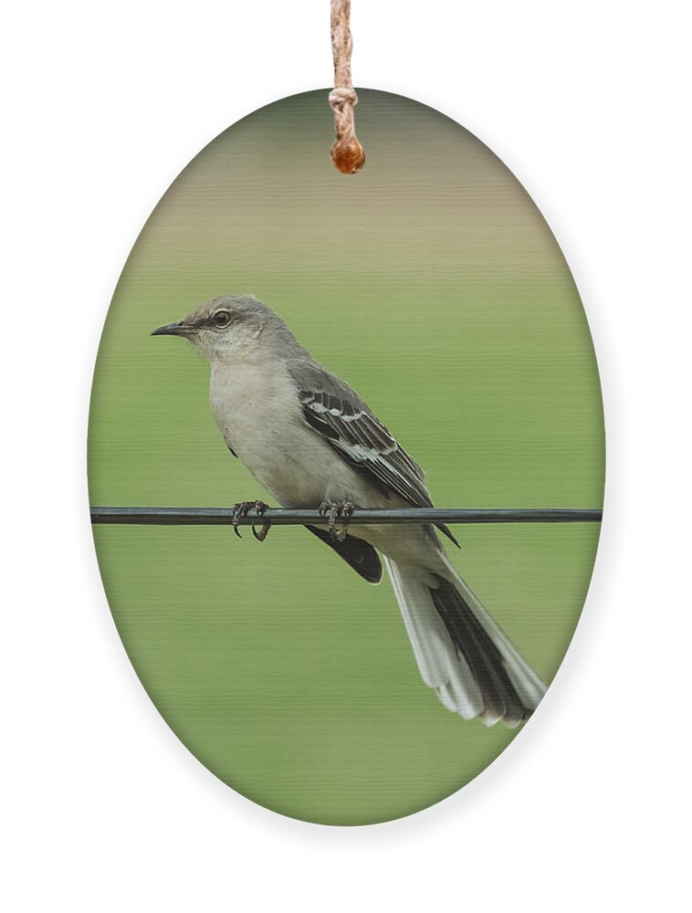 Bird Ornament featuring the photograph Northern Mockingbird by Holden The Moment