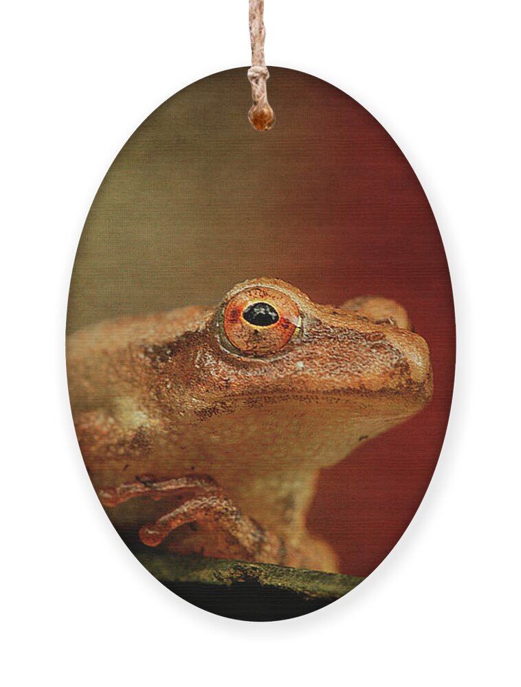 Cindi Ressler Ornament featuring the photograph Northern Spring Peeper by Cindi Ressler