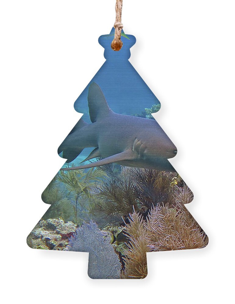 Underwater Ornament featuring the photograph Nurse Shark 5 by Daryl Duda